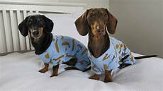 Sausage Dog Pyjamas