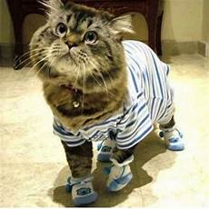 The Cats Pyjamas