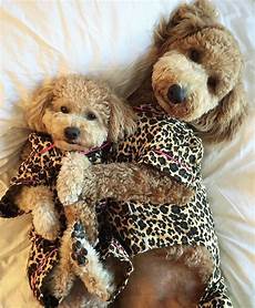 Leopard Pajamas