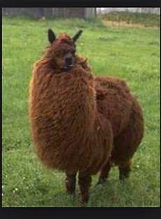 Llama Pajamas